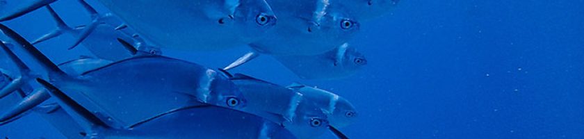 blog-pescado-la-sirena-blanco-azul