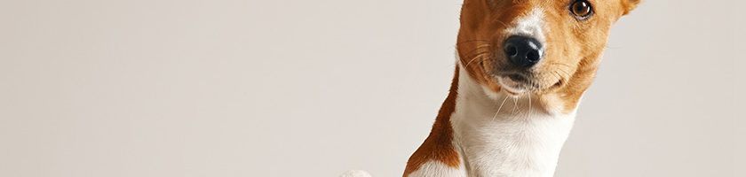 comida natural congelada para perros