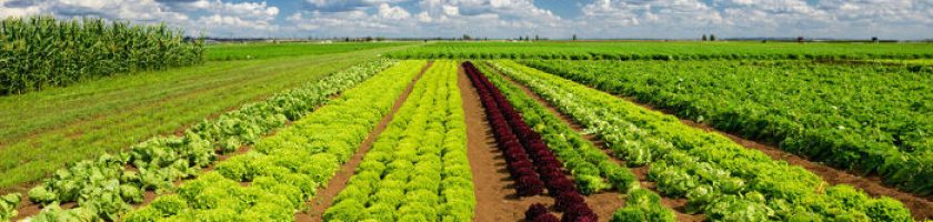 produccion_verduras_congeladas